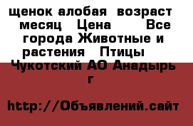 щенок алобая .возраст 1 месяц › Цена ­ 7 - Все города Животные и растения » Птицы   . Чукотский АО,Анадырь г.